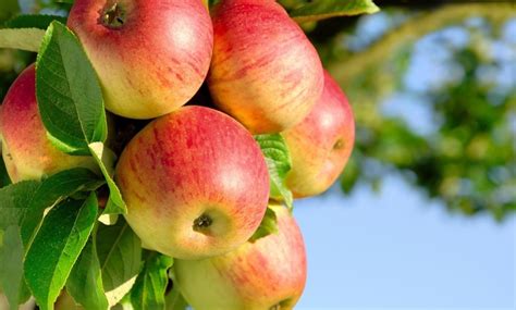Mixed Pillar Apple Trees Groupon Goods
