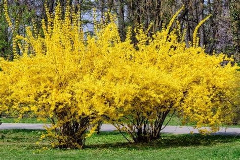 Best Low Maintenance Perennial Bushes Shrubs