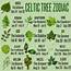 32 Celtic Tree Astrology Signs  Zodiac Art And
