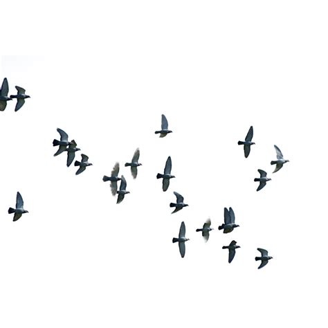 Bird Flight Columbidae Wing Birds Png Download 32003200 Free
