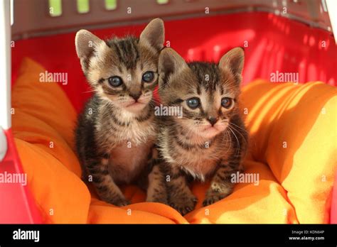 Kitties Hi Res Stock Photography And Images Alamy