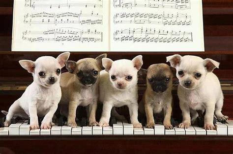 Puppys Playing Piano Puppys Piano Animals Play Hd Wallpaper Peakpx
