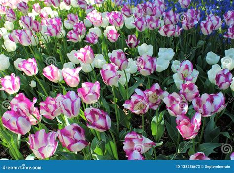 Beautifully Blooming Tulips In A Spring Garden Stock Image Image Of