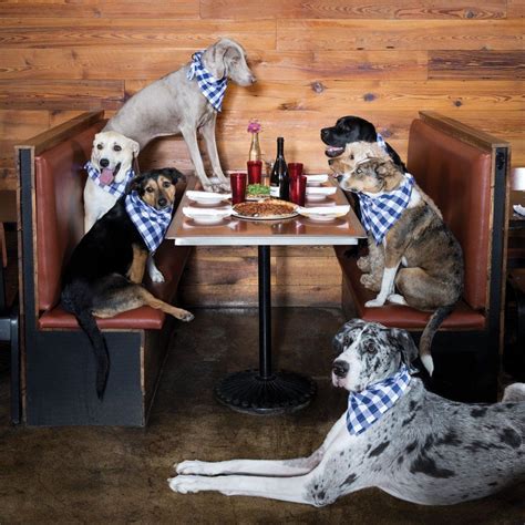 A Dog Friendly Guide To The Twin Cities With Images Dog Friends