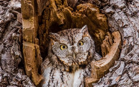 This species is native to most wooded environments of its distribution, and more so than any other owl in its range. Eastern Screech-Owl | Audubon Field Guide