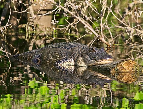 Alligator Alligator Louisiana Bayou Matt Pitchford Flickr