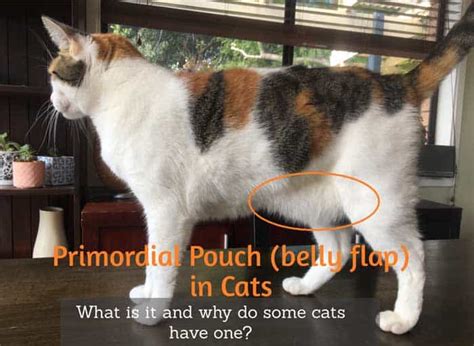 Primordial Pouch Cat Belly Flap In Cats Cat World