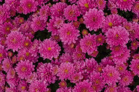 747387 Chrysanthemums Many Pink Color Rare Gallery Hd Wallpapers