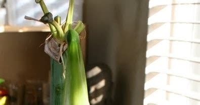 In order to bloom, amaryllis bulbs must be exposed to temperatures of 50 to 55 degree f for a minimum of 8 to. The Flower Bin: Amaryllis care after blooming