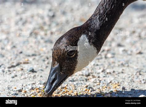 A Canada Goose Branta Canadensis Head Close Up Eating Seeds Off The