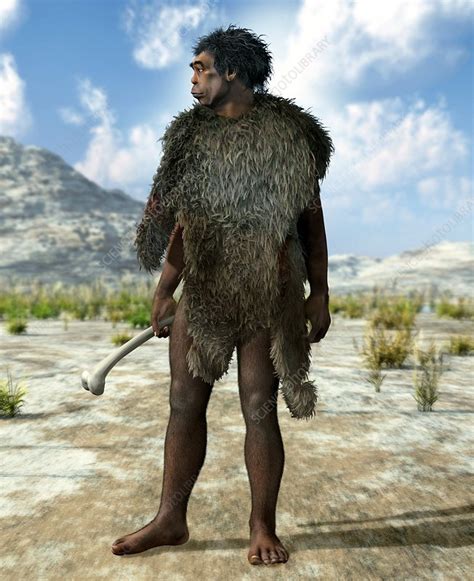 Homo Erectus Artwork Stock Image C0104389 Science Photo Library