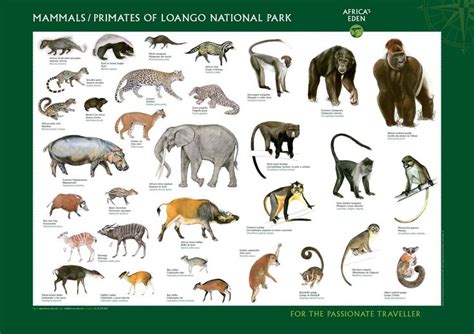 Lists of biota of africa. Wild Animals Pictures with Names for Kids | Things to Wear ...