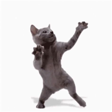 Happy Dance Gif Cat
