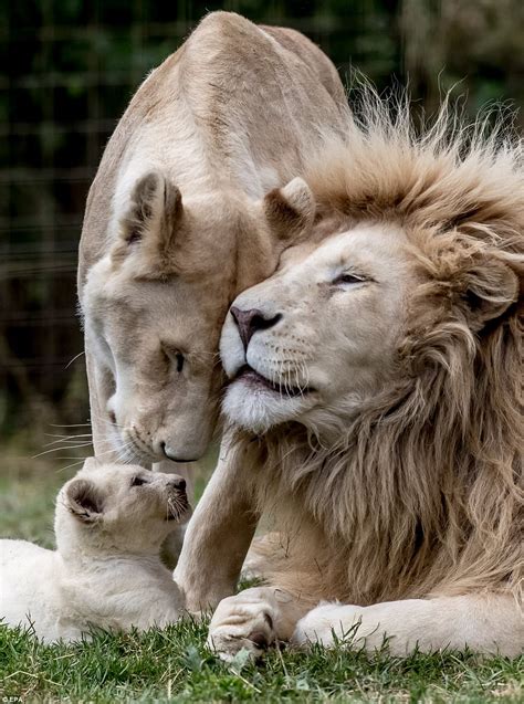 Rare Quintuplet White Lion Cubs Play In Their Enclosure