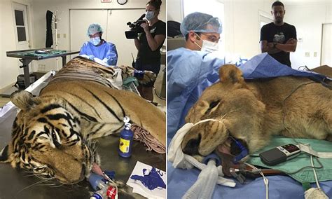 Big cat tales official site. Vet who performs life-saving operations on big cats ...