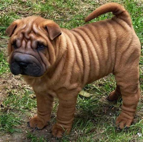 Chinese Shar Pei Breed Information And Images K9rl