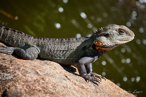 Lizards Of Australia 2 Steve Lees Photography