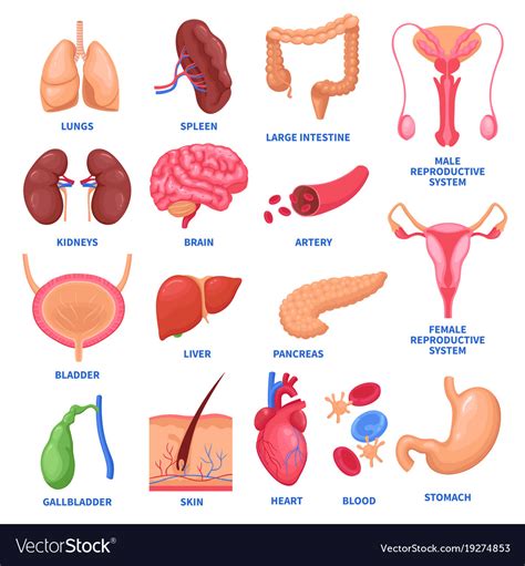 At the height of the cavity is the liver, the body's largest organ. Human internal organs set Royalty Free Vector Image