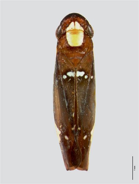 Sharpshooter Leafhoppers Erythrogonia Socialis Melichar 1926a 379