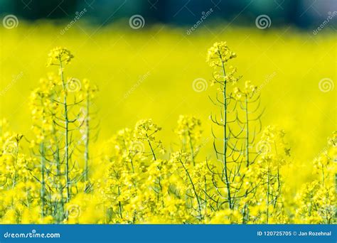 Beautiful Summer Field With Flowering Yellow Rapeseed Stock Image