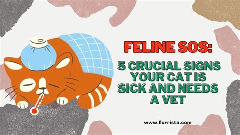 Feline Sos Crucial Signs Your Cat Is Sick And Needs A Vet