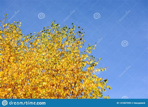 Autumnal Trees On A Sunny Autumn Day Stock Image Image Of Blue