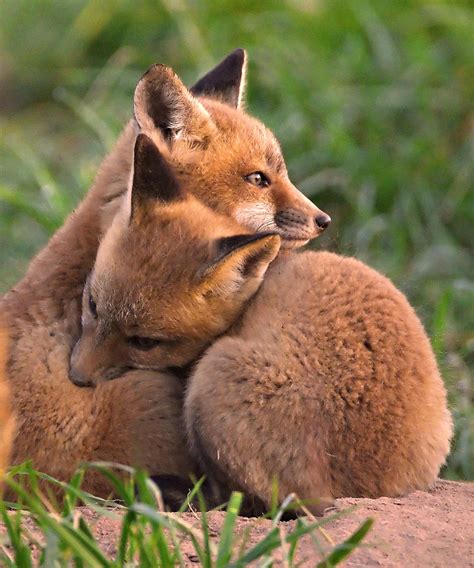Fox Cubs Cuddle Photograph By William Jobes Fine Art America