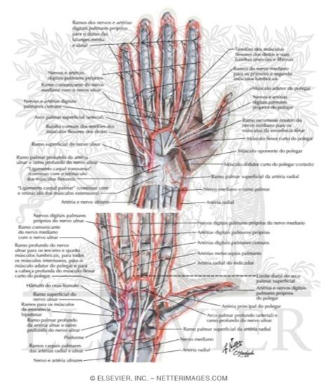 Blood And Lymph Vessels Arteries And Nerves Of Hand Palmar Views