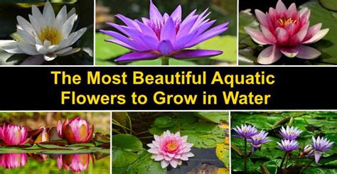 The 14 Most Beautiful Aquatic Flowers To Grow In Water