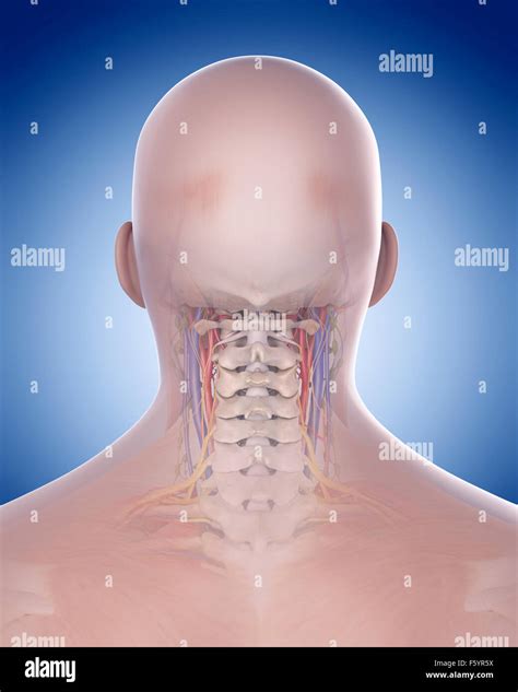 Medically Accurate Illustration Of The Neck Anatomy Stock Photo Alamy