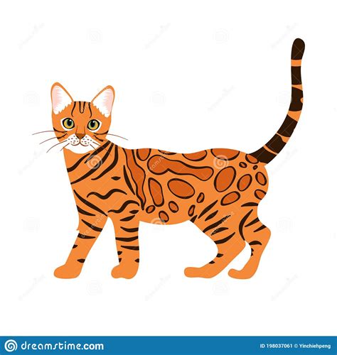 Bengal Cat Isolate On White Background Cartoon Orange Tabby Spotted