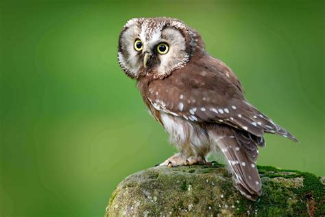 Owls in Colorado (13 Species with Pictures) - Wild Bird World