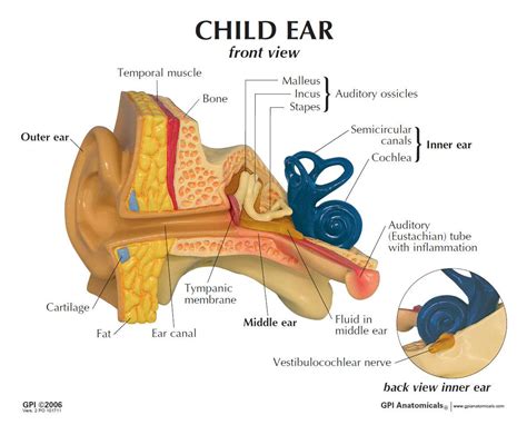 Gpi 2300 Childs Ear With Otitis Media Model