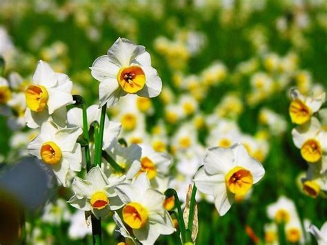 Bulbo giacinto giallo confezione da 24. Narciso, Tazetta - Narcissus - Narcissus - Bulbi - Narciso ...