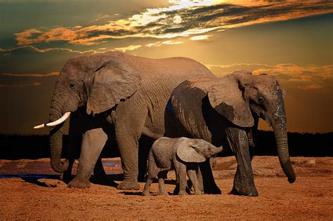 Foto De Elefantes Africanos Foto De