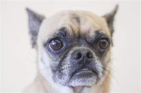 43 pictures of pug mixed with chihuahua photo bleumoonproductions