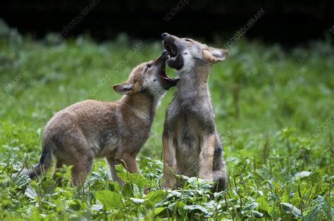 Two Grey Wolf Cubs Play Fighting Stock Image F023 1926 Science Photo Library