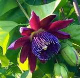 Where Can I Buy A Passion Flower Plant Pictures