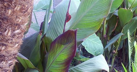 In the mid to low desert parts of arizona, bermudagrass Brad's Tropical Paradise: Tricks for growing Cannas in ...
