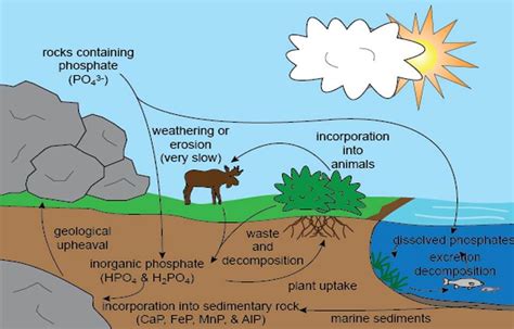 Penjelasan Siklus Fosfor Singkat Pengertian Manfaat Dan Tahapannya