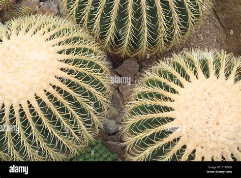 Cactus Mexico Cacti Hi Res Stock Photography And Images Alamy