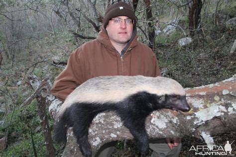 African Honey Badger Hunt In South Africa
