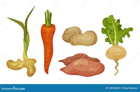 Root Vegetables With Top Leaves And Without Vector Set Stock Vector