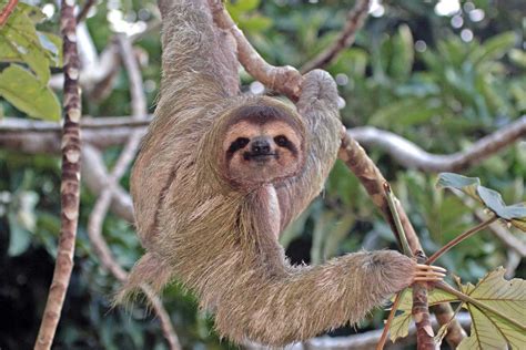 Costa Rica Wildlife Holidays And Tailor Made Tours