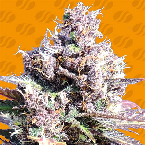 Gelato Weed Strain Original Sensible Seeds