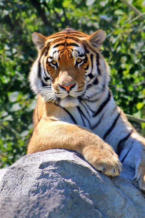 Pin On Amazing Tigers