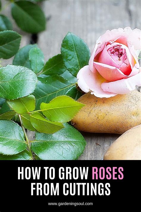 How To Grow Roses From Cuttings Gardening Soul