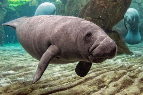 13 Fascinating Facts About Manatees Readers Digest Canada