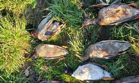 Dead Geese Ducks Found In Bags Near Oregon Coast
