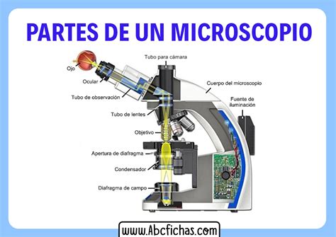 Microscopio Dibujo Con Sus Partes Facil Que Es El Microscopio Para